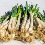 Caja de 72 calçots