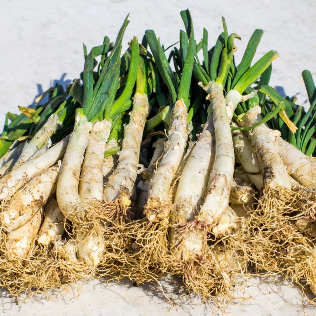 calcots-la-tosquilla-.jpeg Caja de 72 calçots - Imagen 1